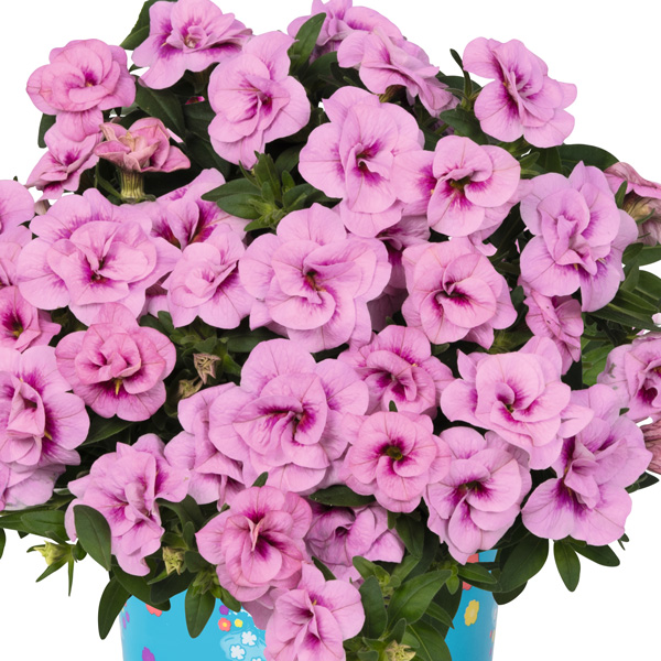 Calibrachoa Aloha Double Soft Pink