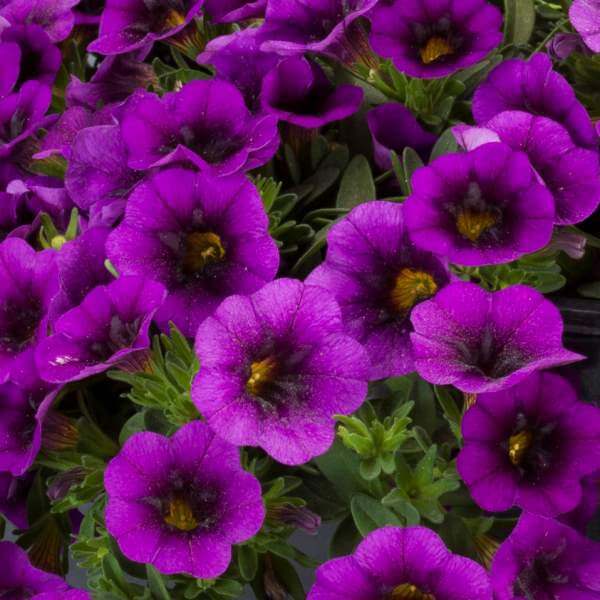 Calibrachoa Bloomtastic Purple