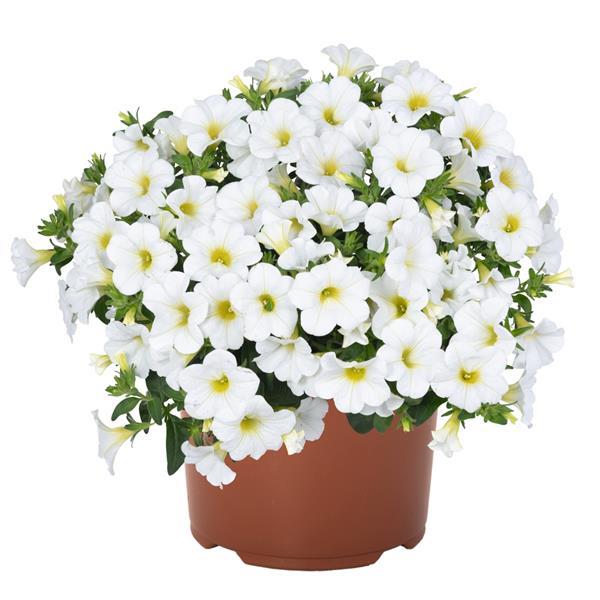 Calibrachoa Bloomtastic White