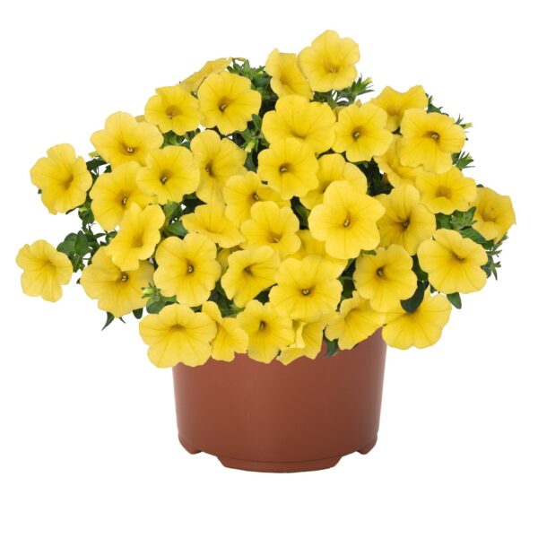 Calibrachoa Bloomtastic Yellow