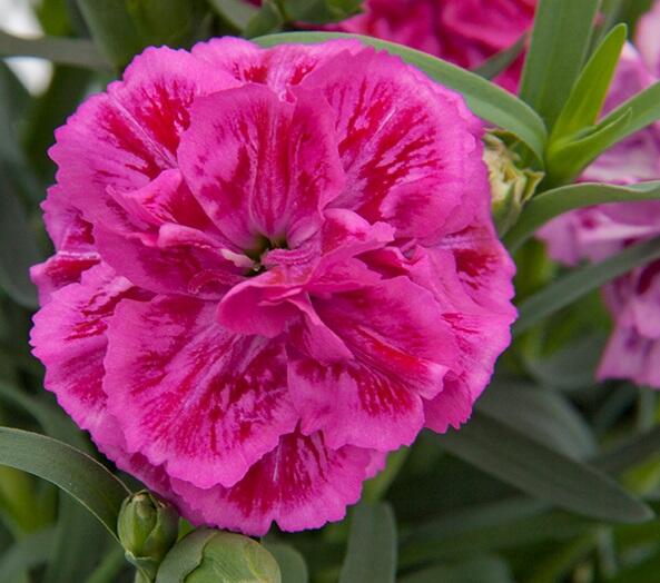 Dianthus DiaDeur Marie