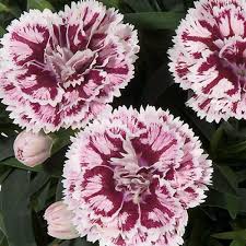 Dianthus DiaDeur Sissy