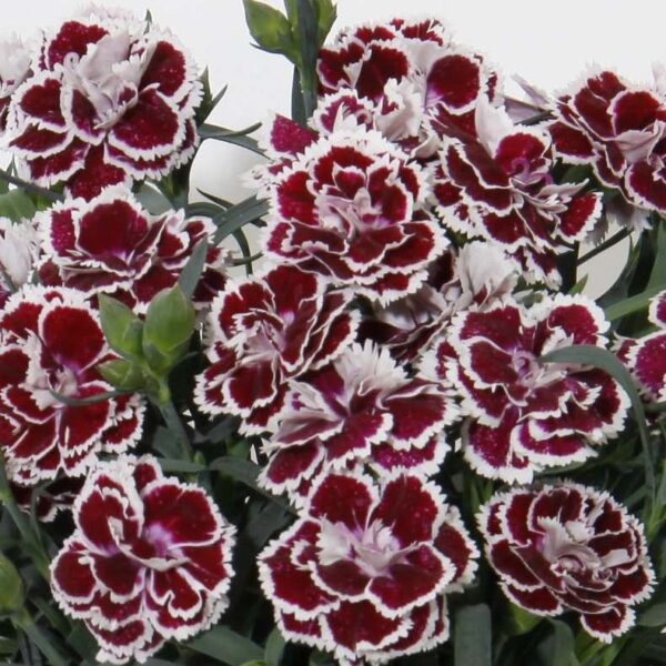 Dianthus DiaDeur Sophie