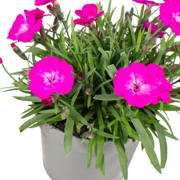 Dianthus Diantica Neon Flush