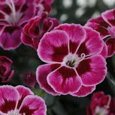 Dianthus Diantica Purple Max