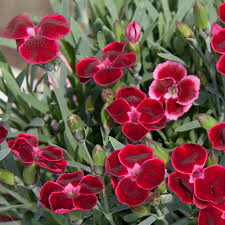 Dianthus Diantica Velvet