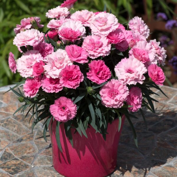 Dianthus I love U