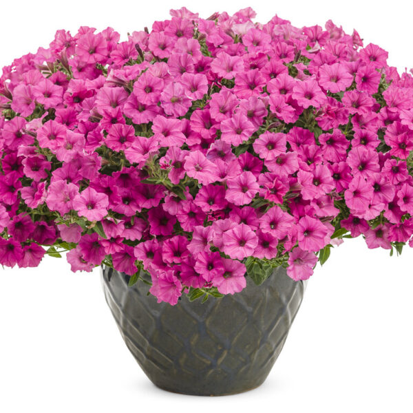 Petunia Mini Vista Hot Pink