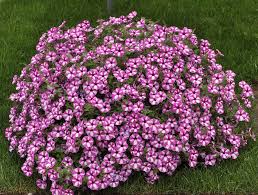 Petunia Vista Rasberry Star