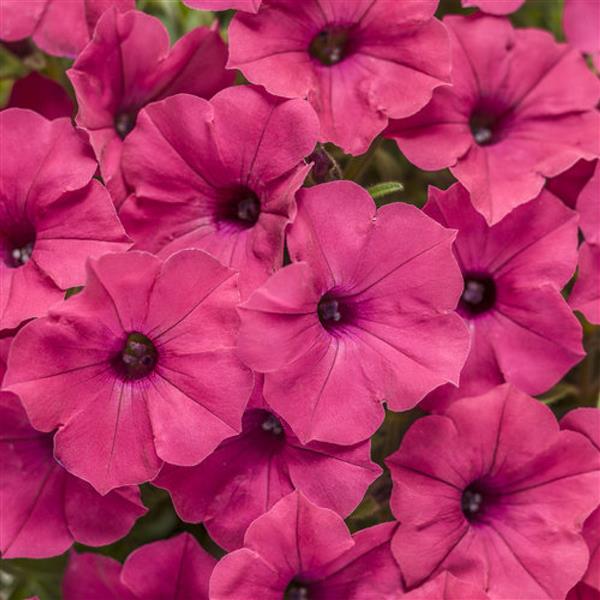 Petunia Vista  Fuchsia