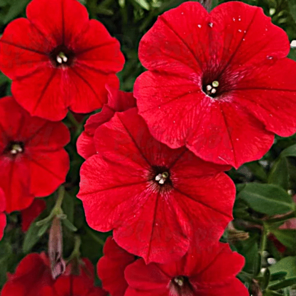 Petunia Vista Strawberry