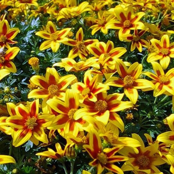 Біденс PopIdol