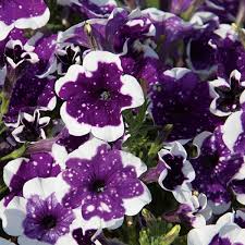 Petunia Alpe Tunia Glacier Sky