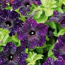 Petunia Bonnie Mystery Sky