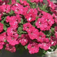 Petunia Cherry Sky