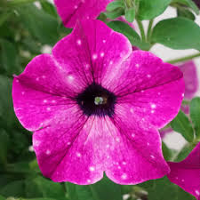 Petunia Circus Sky
