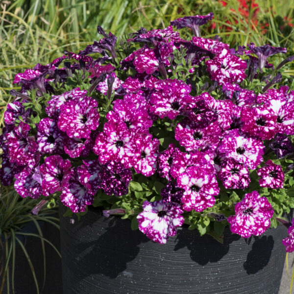 Petunia Electric Purple Sky