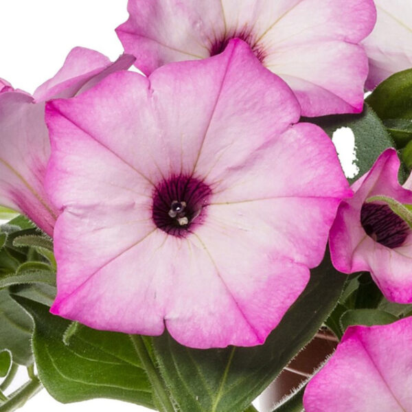 Petunia Garden Supreme Radiant Rose