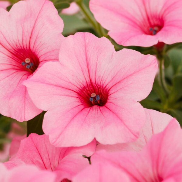 Petunia Garden Supreme Rasberry