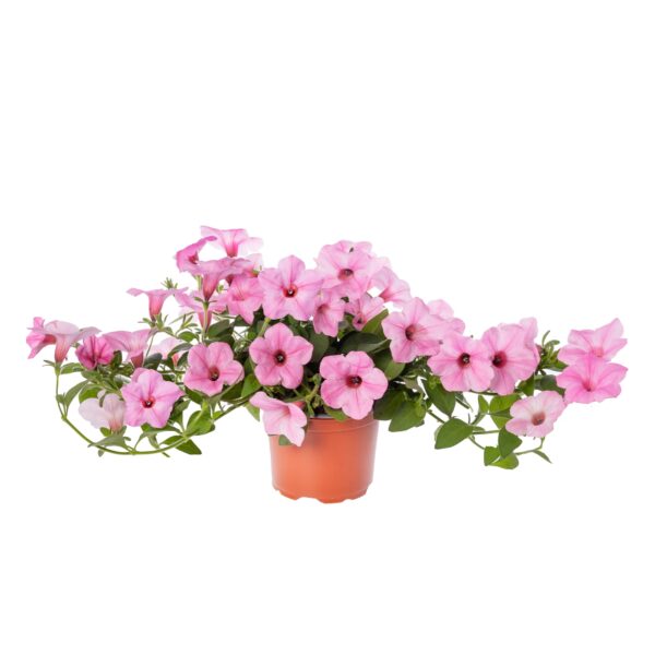 Petunia Garden Supreme Sweet Pink