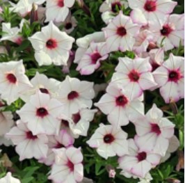 Petunia Garden Supreme White Rose