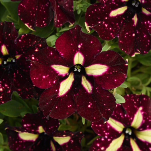 Petunia Lightning Sky