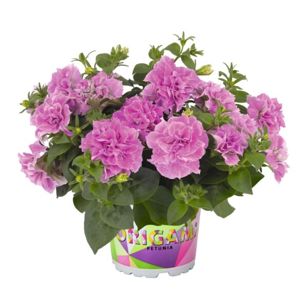 Petunia Origami Pink