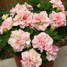 Petunia SweetSunshine Light Pink