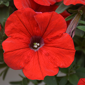 Petunia Sweetunia Red