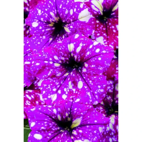Petunia Dolly Dots Magenta Comet
