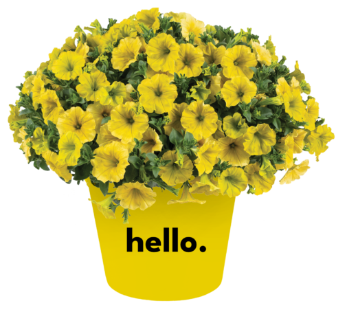 Petunia Capella Hello Yellow