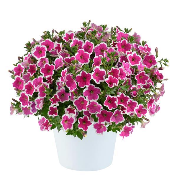 Petunia Capella Rim Fuchsia