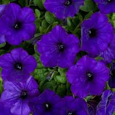 Petunia Fanfare Blue