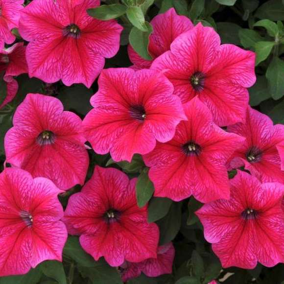 Petunia Fanfare Hot Rose
