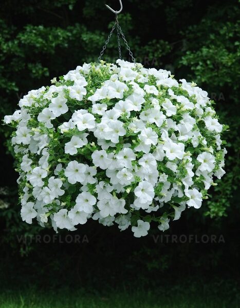 petunia-fanfare-white