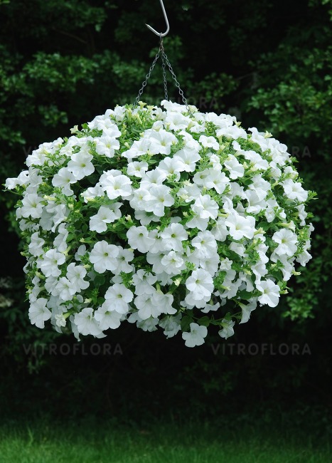 Petunia Fanfare White