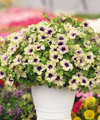 Petunia Go Tunia Amazonas Plum Cockatoo