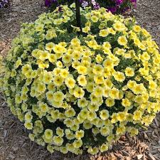 Petunia Go Tunia Bee's Knees Yellow