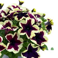 Petunia Go Tunia French Kiss