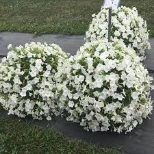 Petunia Kuyamba White