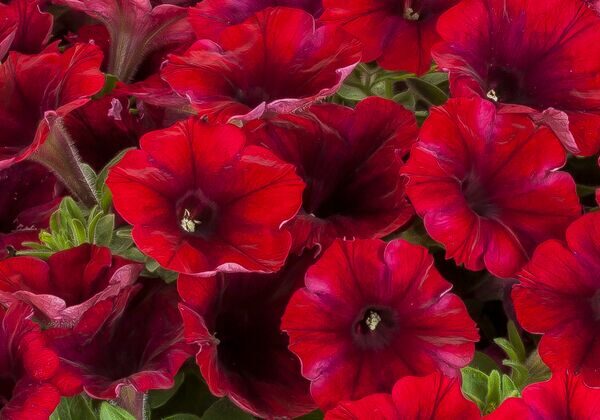 petunia-fun-house-deep-burgundy