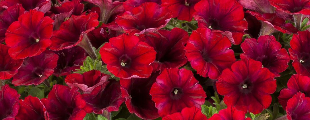Petunia Fun House Deep Burgundy