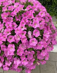 Petunia Trailing Big Pink