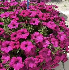 Petunia Trailing Big Purple