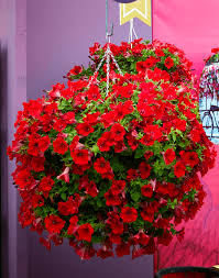 Petunia Trailing Big Red