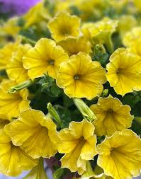 Petunia Trailing Dark Yellow