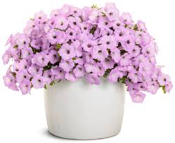 Petunia Vista Cool Jazz